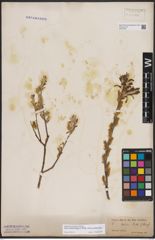 Foto von Salix candida Flüggé ex Willd. x Salix petiolaris Sm.